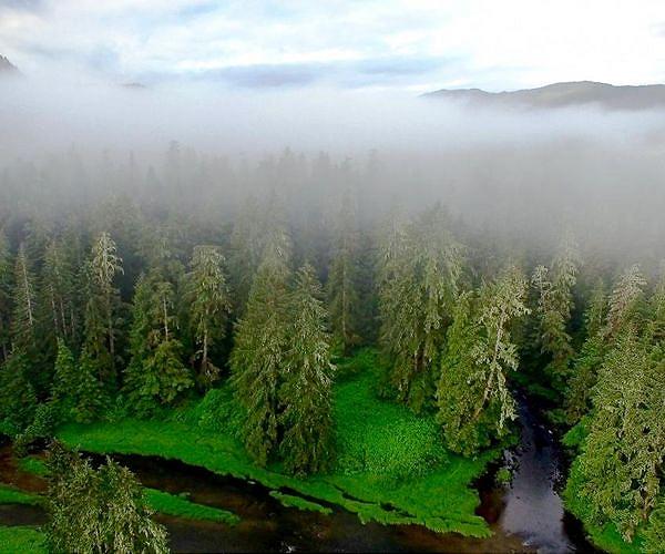 Mud, anger and police -- the battle over Canada's old-growth forests