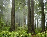 Researchers look at how best to conserve forest giants