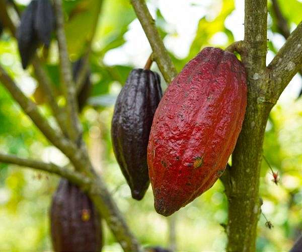 Record heat rots cocoa beans threatening Ivory Coast agriculture