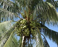 Coconut oil may be worse than palm oil for the environment