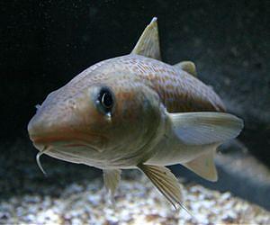 Cod has a key role in the whole Baltic Sea
