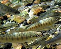 Huron's Chinook salmon fishery unlikely to recover due to food shortage