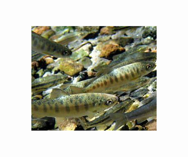 Salmon fishing off California's coast banned for second year in a row