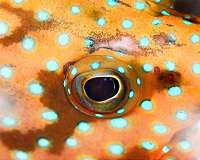 Novel software helps scientists see what animals see
