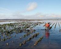 Oyster aquaculture could significantly improve Potomac River estuary water quality