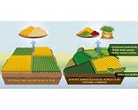 Comparisons of organic and conventional agriculture need to be better, say researchers