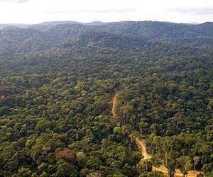 Forest carbon monitoring breakthrough in Colombia