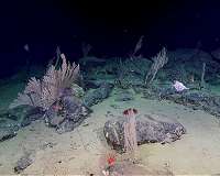 Deep-sea coral gardens discovered in the submarine canyons off south Western Australia