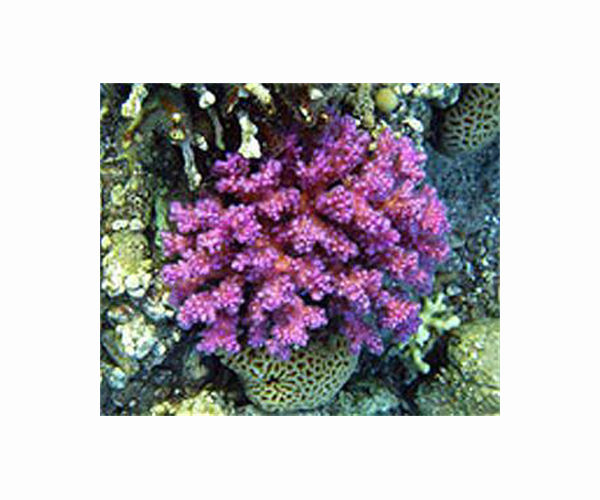 Major Red Sea coral study put off after hitting reef: organisers