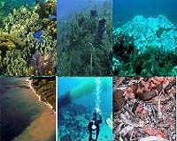 Humans Have Caused Profound Changes In Caribbean Coral Reefs