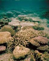 Coral Reefs Are Increasingly Vulnerable To Angry Oceans