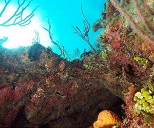 Record fine for VI firm caught trading protected coral