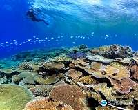 NYUAD researchers find new method to allow corals to rapidly respond to climate change