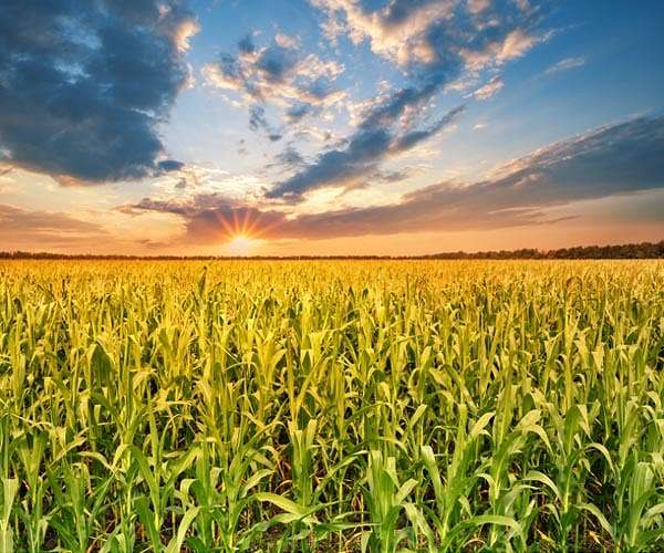 Shoring up the Corn Belt's Soil Health With NASA Data