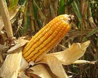 A-maize-ing double life of a genome