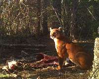 'Fatal attraction': Small carnivores drawn to kill sites, then ambushed by larger kin