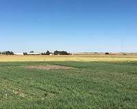 Cover crops can benefit hot, dry soils