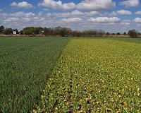 Fields of cover crops serve as stopover grounds for migrating birds