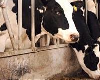 Drugs and dung a bad mix for climate: study
