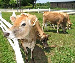 New Zealand gas research to help farmers' bottom line