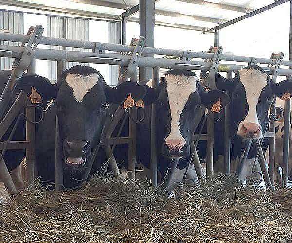 Researchers potty-train cows to reduce ammonia emissions