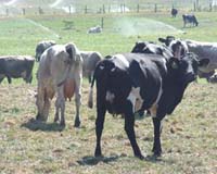 China scrambles to salvage reputation amid milk scandal