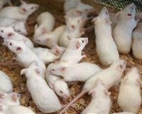 Mice flown in space show nascent liver damage