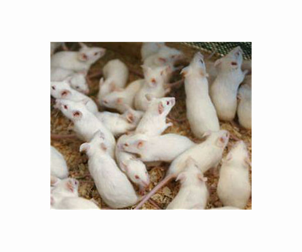 Precisely opening a gate to the brain in mice