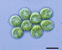 Students, researchers turn algae into renewable flip-flops