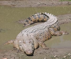 Borneo's crocodiles no longer endangered: wildlife officials