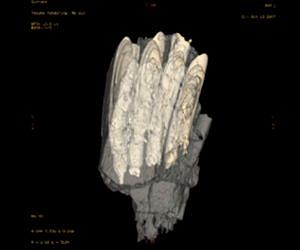 Plant-eating dinosaurs replaced teeth often, carried spares