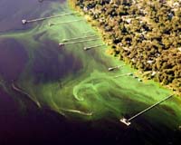 U.S. coasts plagued by record algae levels