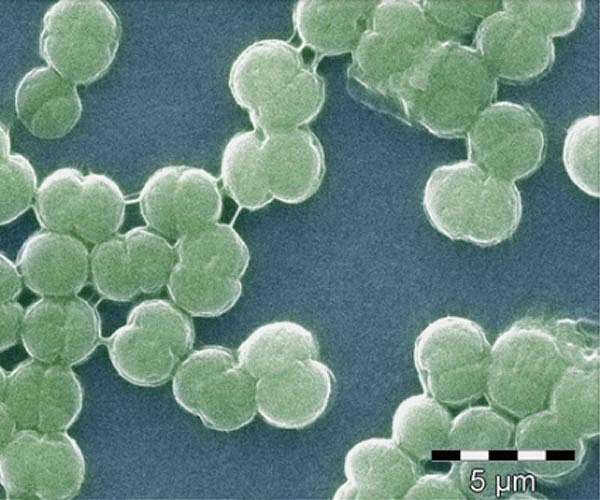 A spectrum of possibilities: insights into the evolution of far-red light photosynthesis