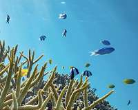 Global warming is undoing decades of progress in marine reserves