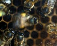 Bees stop buzzing during a total solar eclipse