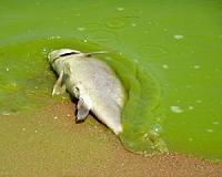 New targets needed to protect Lake Erie from massive 'dead zone'