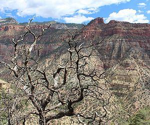 Climate change cripples forests