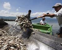 Wastewater plants blamed for Mexico mass fish death