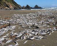 Marine noise pollution stresses fish out