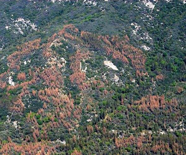 Deadwood in the global carbon cycle