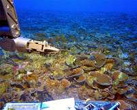 Deep submersible dives shed light on rarely explored coral reefs