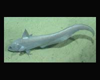 Europe Proposes Sharp Reduction In Deep-Sea Fishing To Protect Stocks