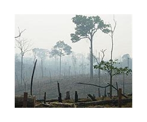 Amazonian deforestation may cut rainfall by a fifth