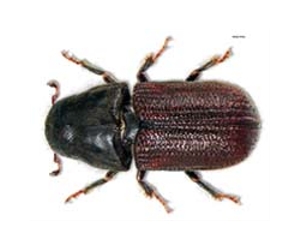 Bitsy beetle warms Canada: study