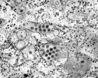 Brazil to release millions of GM-mosquitos to fight dengue