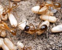 Worker Ants Store Fat To Share With Colony Members During Times Of Need