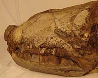 Study: Dinosaurs had big head air cavities