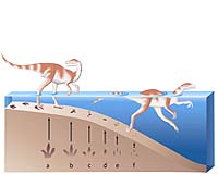 U. of Colorado Researcher Identifies Tracks Of Swimming Dinosaur In Wyoming