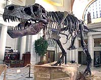 Tyrannosaur Survivorship -- Tough Times For Teens