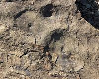 New fossil evidence supports theory that first mass extinction engineered by early animals
